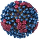 flu virus