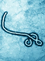 ebola