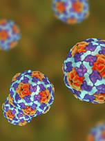 hepatitis a virus