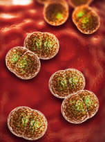 meningococcal