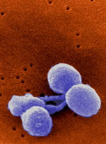 pneumococcal