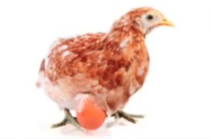 chicken.png