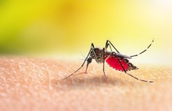Bitten - Dengue